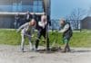 Wethouder Gordon plant bbA-bomen