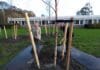 Bomen ook bij Ziekenhuis geplant