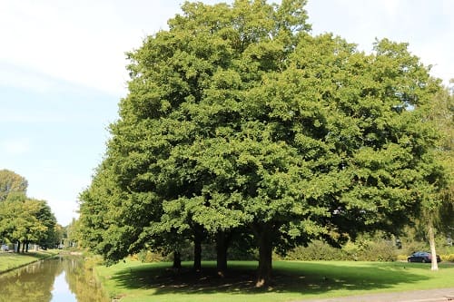 191 19112025 waardevolle bomen aan de Bevelandselaan