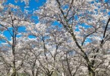 Bloesempark vernieuwd