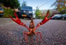 Schade rivierkreeften aangepakt