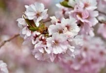 GL/PvdA en D66: vragen over Bloesempark